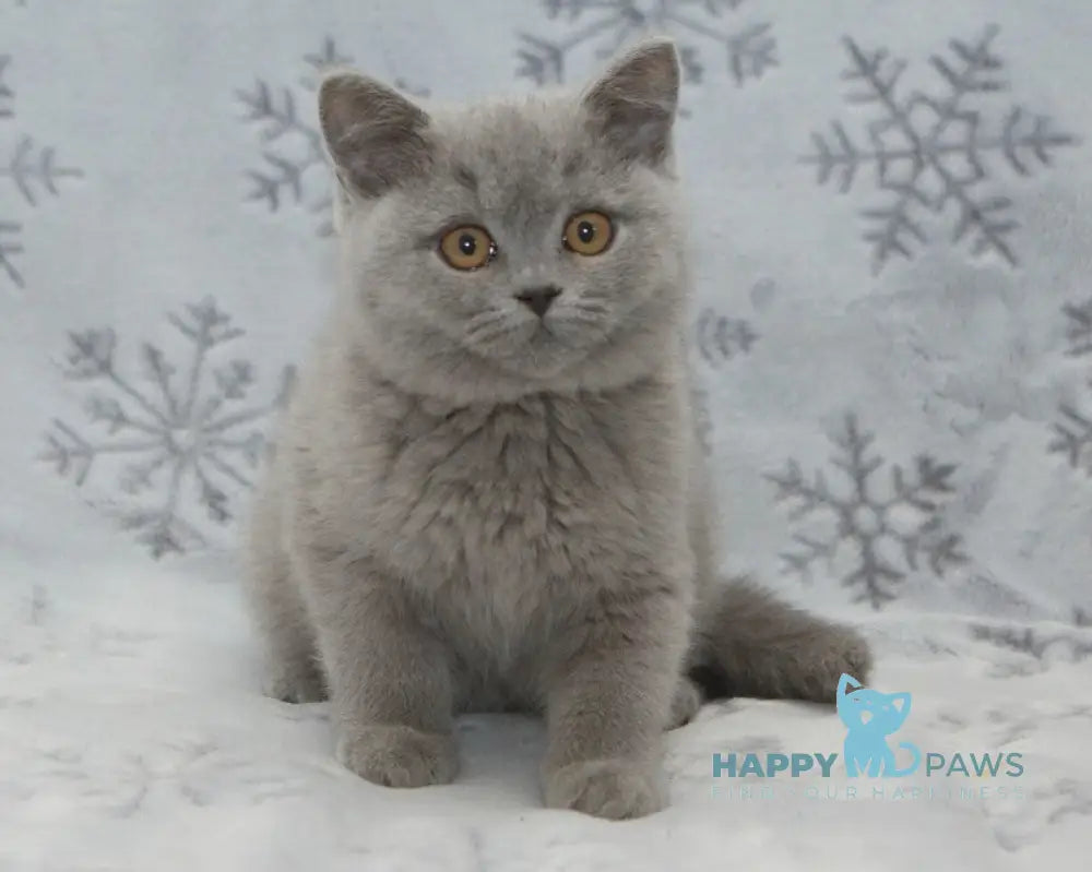 Ozzi British Shorthair male blue live animals