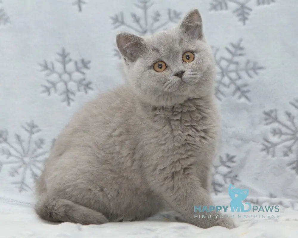 Ozzi British Shorthair male blue live animals
