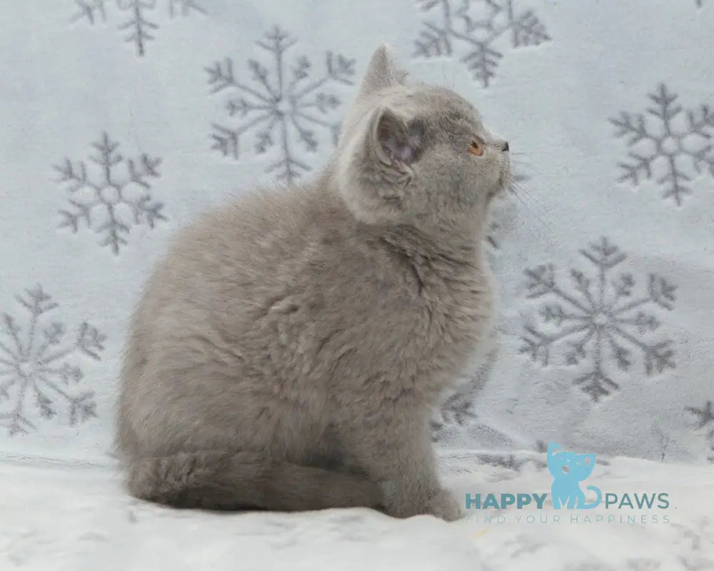 Ozzi British Shorthair male blue live animals