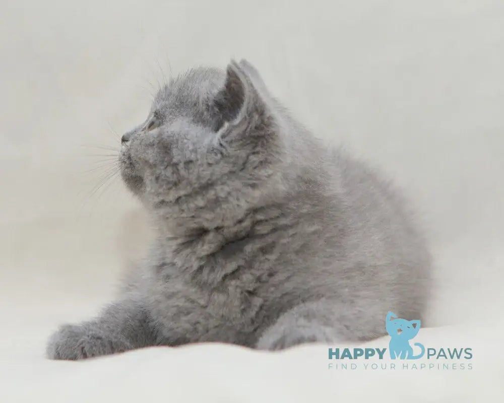 Ozzi British Shorthair male blue live animals