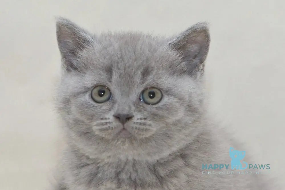 Ozzi British Shorthair male blue live animals