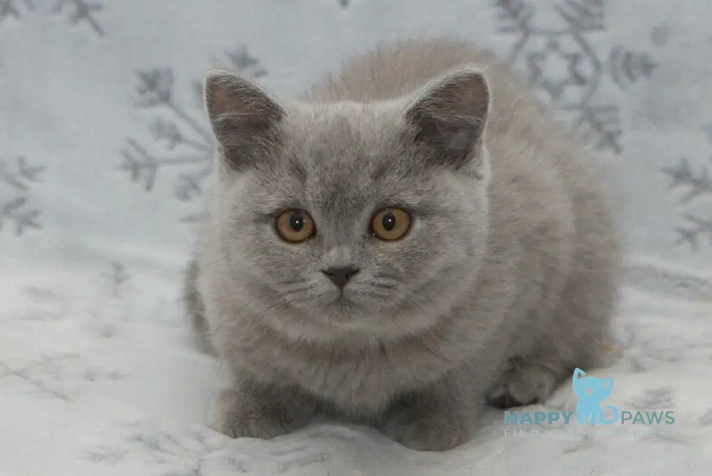 Ozzi British Shorthair male blue live animals