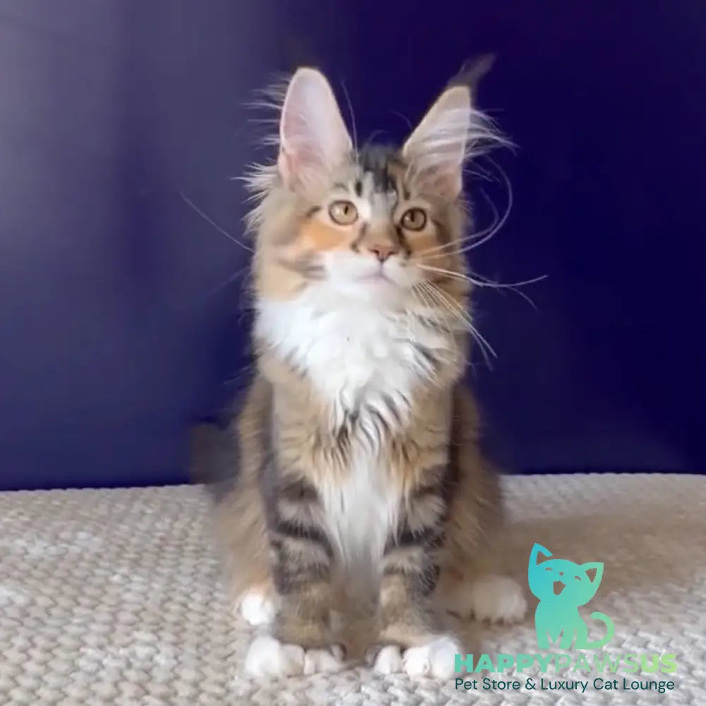 Ozzi Maine Coon polydactyl 6x6x6x6 female black tortie tabby - live animals