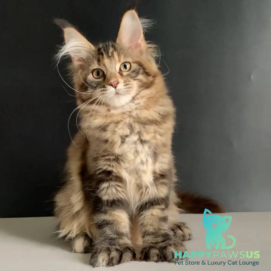 Ozzi Maine Coon polydactyl 6x6x6x6 female black tortie tabby - live animals
