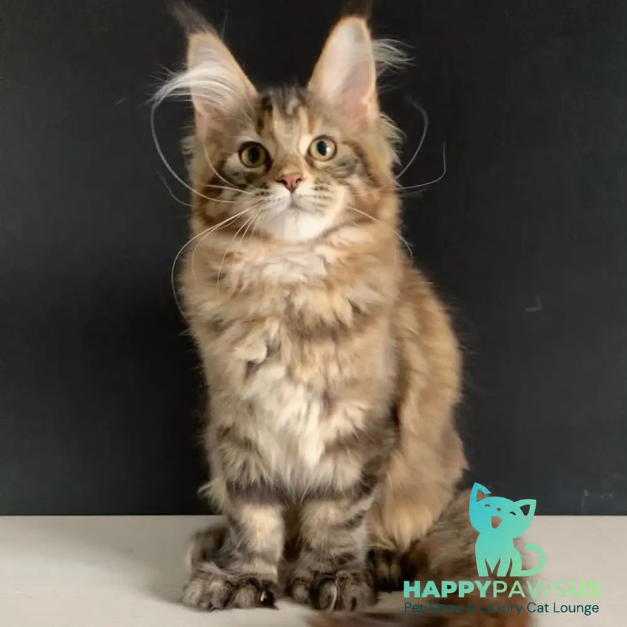 Ozzi Maine Coon polydactyl 6x6x6x6 female black tortie tabby - live animals