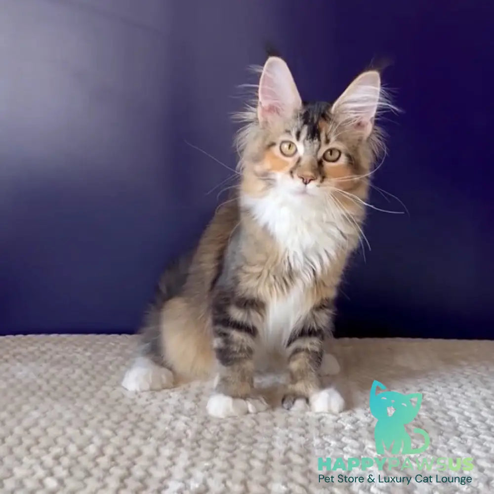 Ozzi Maine Coon polydactyl 6x6x6x6 female black tortie tabby - live animals