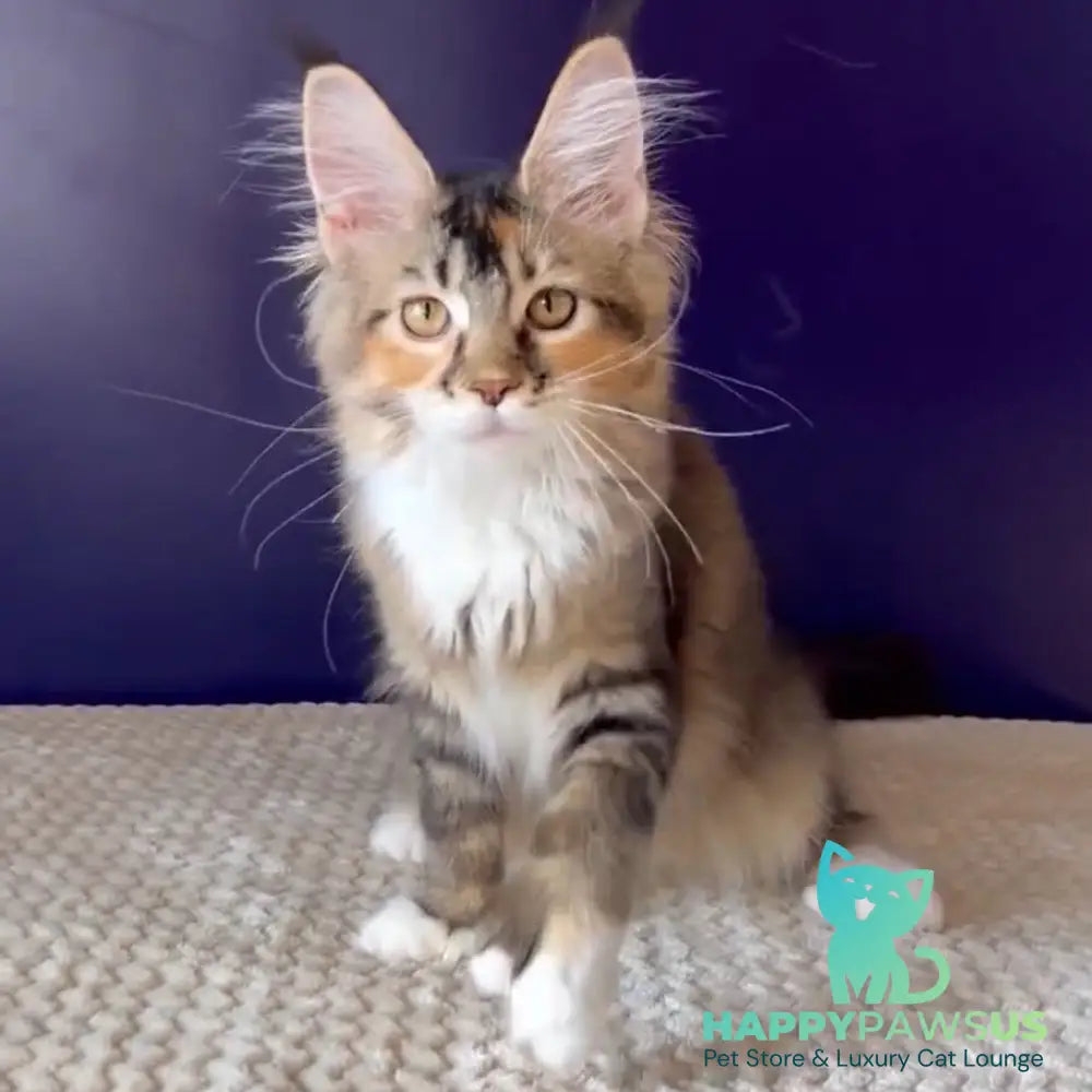 Ozzi Maine Coon polydactyl 6x6x6x6 female black tortie tabby - live animals