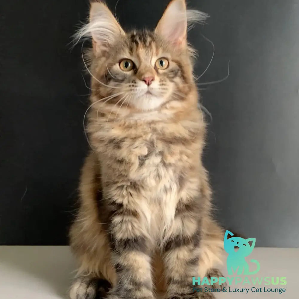 Ozzi Maine Coon polydactyl 6x6x6x6 female black tortie tabby - live animals
