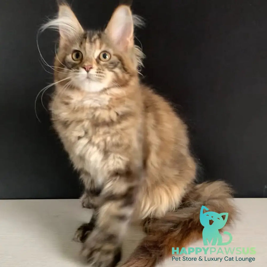Ozzi Maine Coon polydactyl 6x6x6x6 female black tortie tabby - live animals