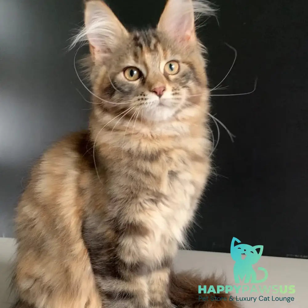 Ozzi Maine Coon polydactyl 6x6x6x6 female black tortie tabby - live animals