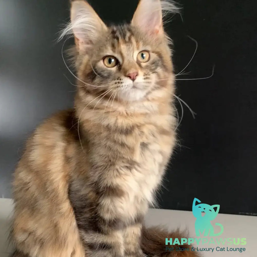 Ozzi Maine Coon polydactyl 6x6x6x6 female black tortie tabby - live animals