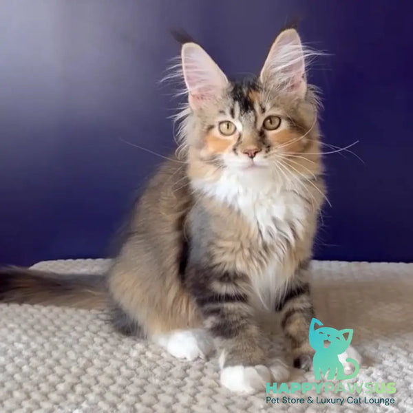 Ozzi Maine Coon polydactyl 6x6x6x6 female black tortie tabby - live animals