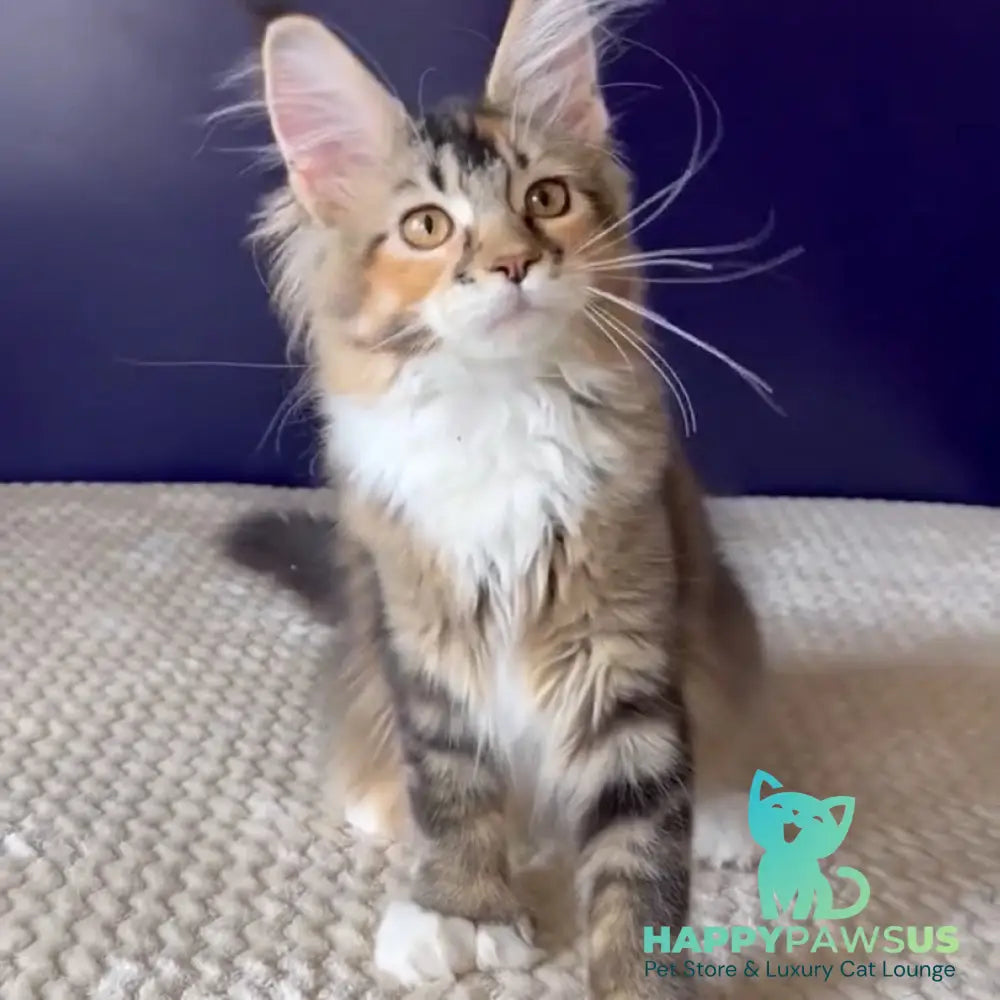 Ozzi Maine Coon polydactyl 6x6x6x6 female black tortie tabby - live animals