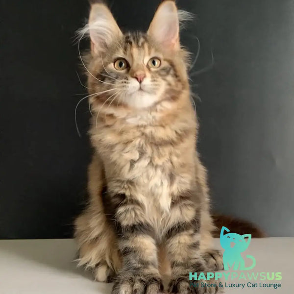 Ozzi Maine Coon polydactyl 6x6x6x6 female black tortie tabby - live animals