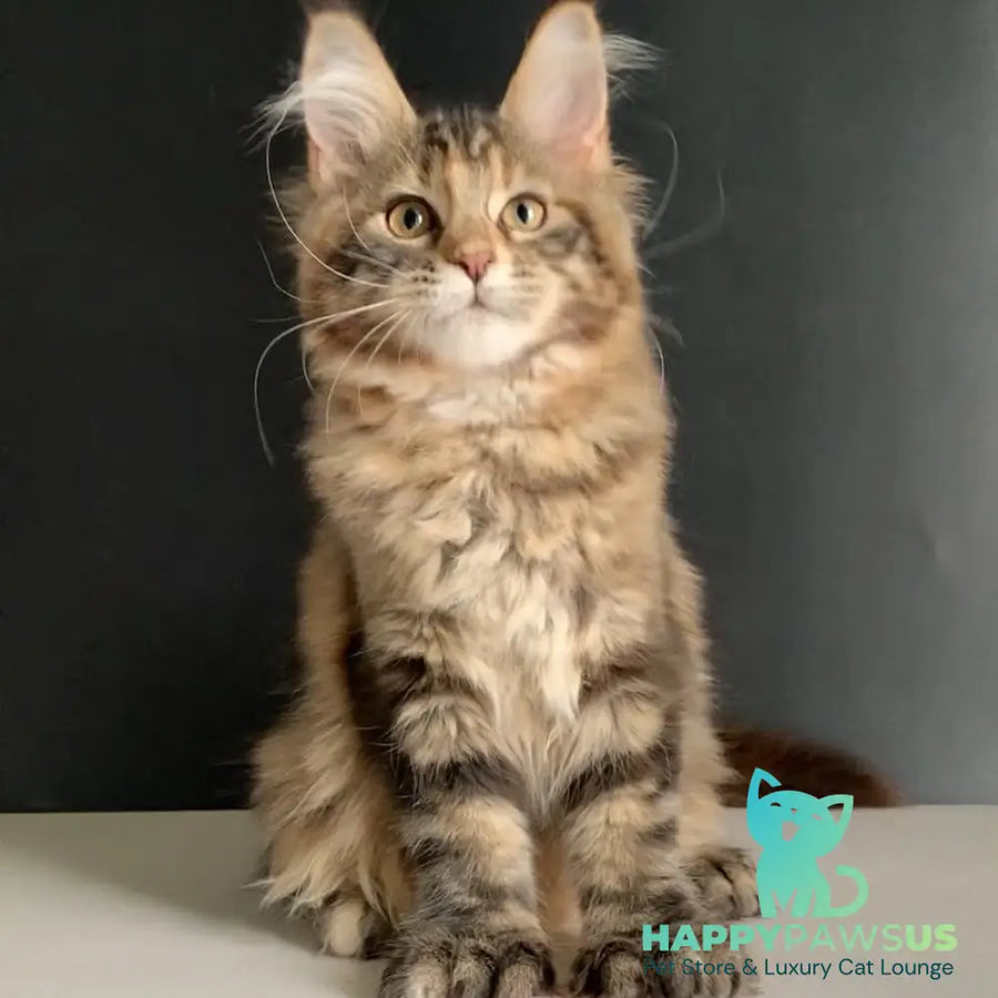 Ozzi Maine Coon polydactyl 6x6x6x6 female black tortie tabby - live animals