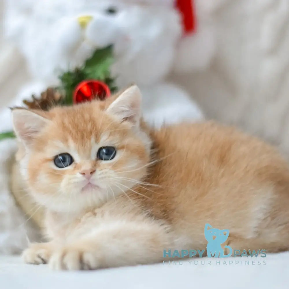 Ozzy British Shorthair male black golden shaded live animals