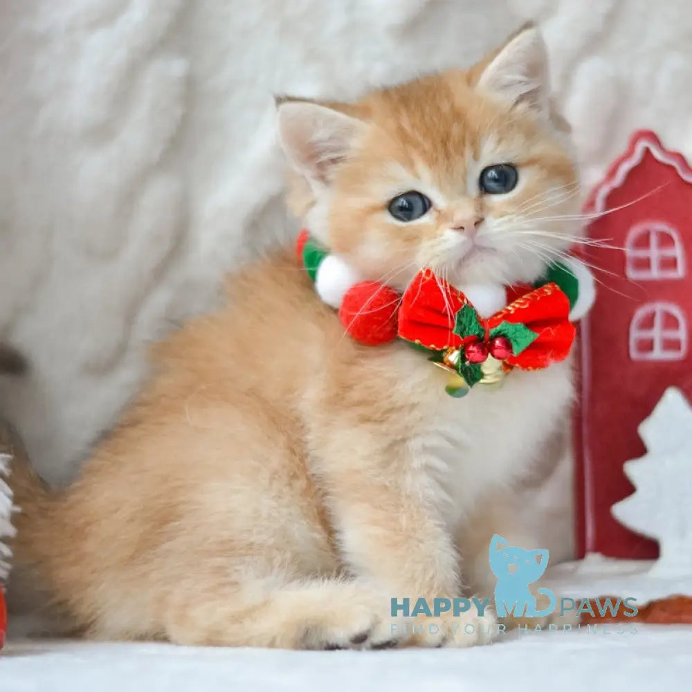 Ozzy British Shorthair male black golden shaded live animals