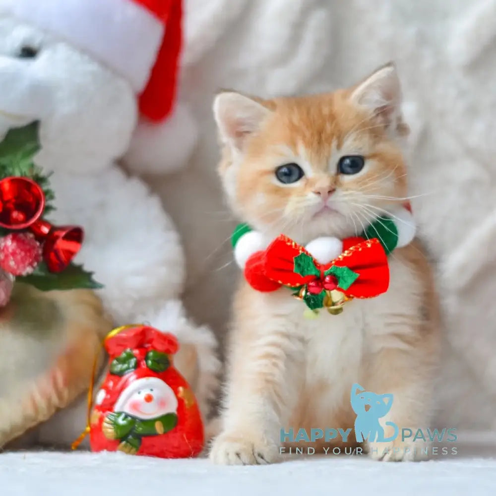 Ozzy British Shorthair male black golden shaded live animals