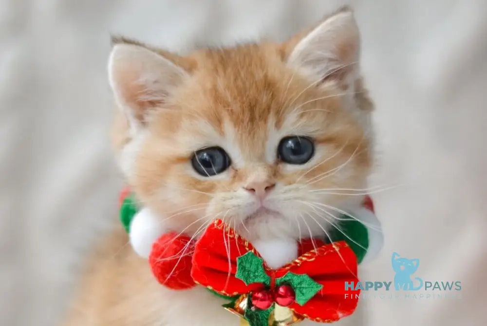 Ozzy British Shorthair male black golden shaded live animals