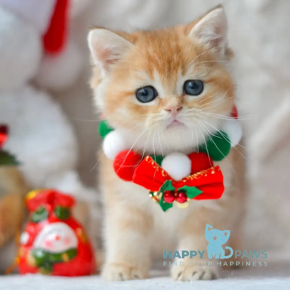 Ozzy British Shorthair male black golden shaded live animals