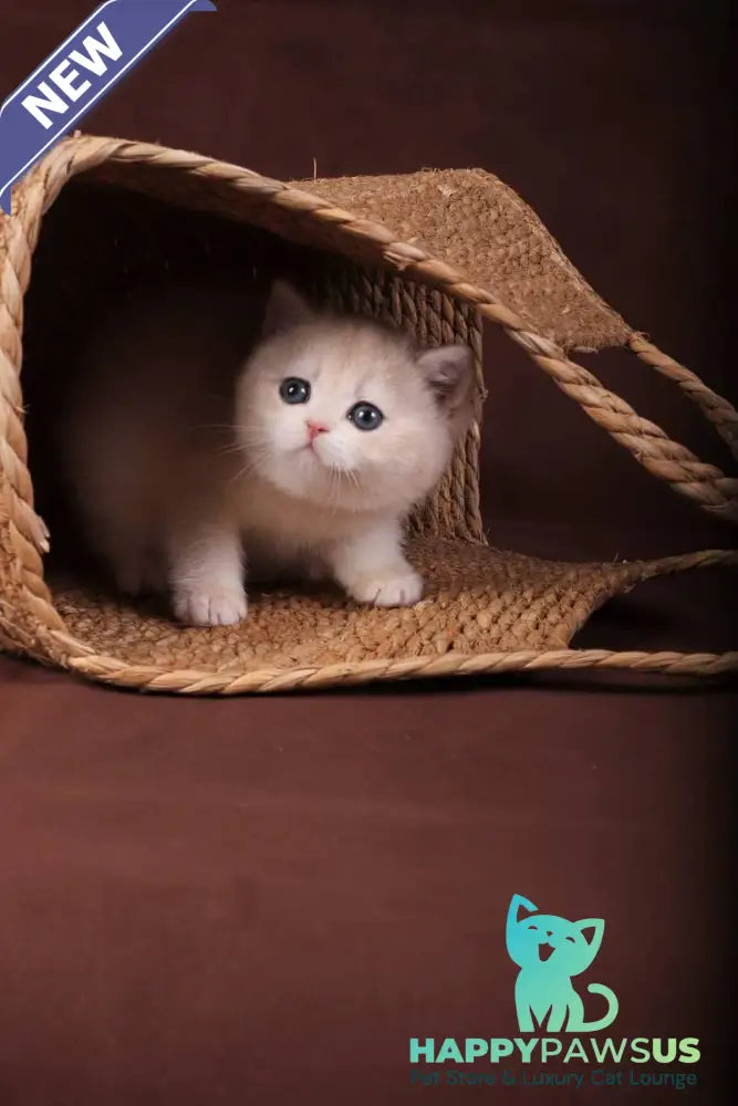 Ozzy British Shorthair male blue golden chinchilla - live animals