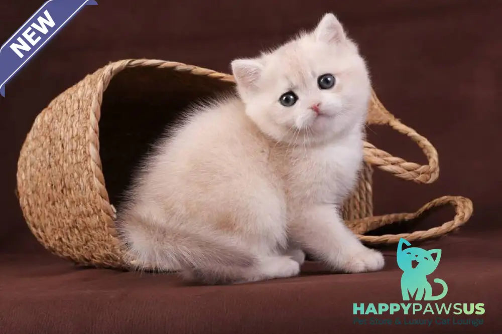 Ozzy British Shorthair male blue golden chinchilla - live animals
