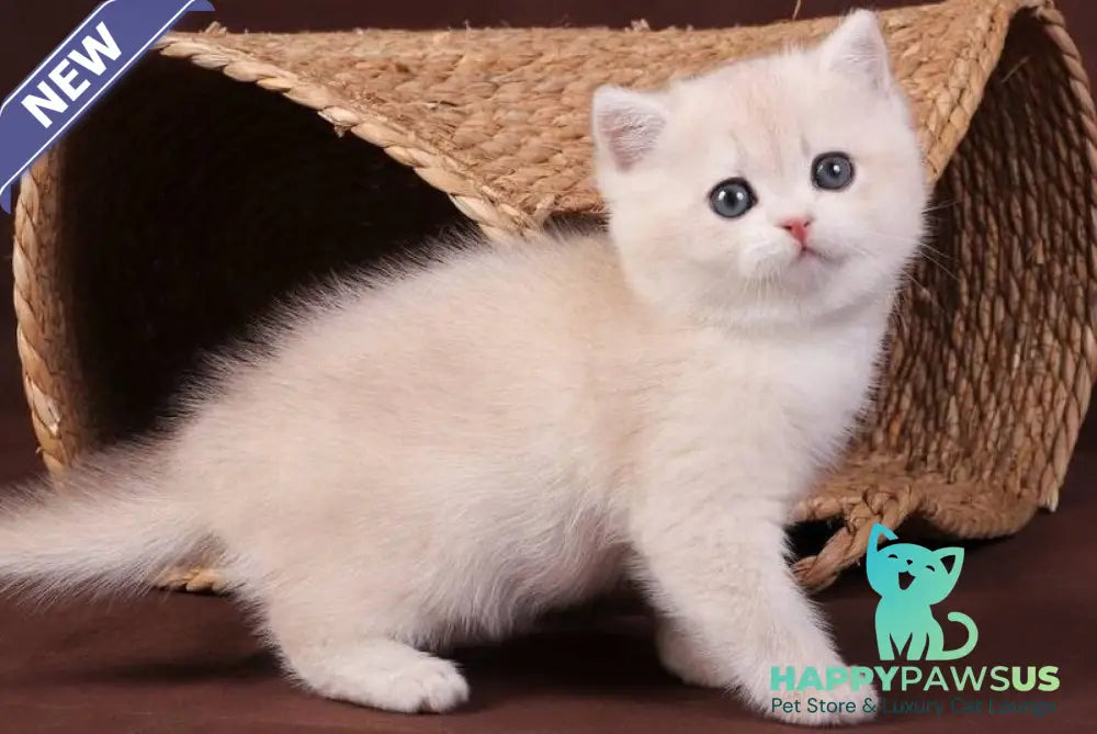 Ozzy British Shorthair male blue golden chinchilla - live animals