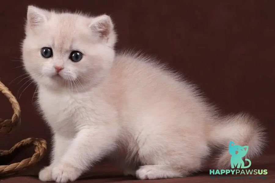 Ozzy British Shorthair male blue golden chinchilla - live animals