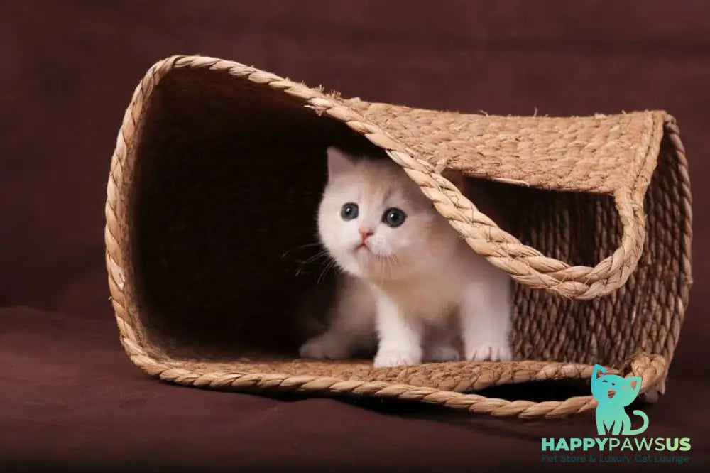Ozzy British Shorthair male blue golden chinchilla - live animals