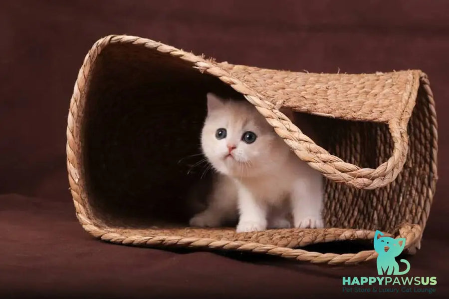 Ozzy British Shorthair male blue golden chinchilla - live animals
