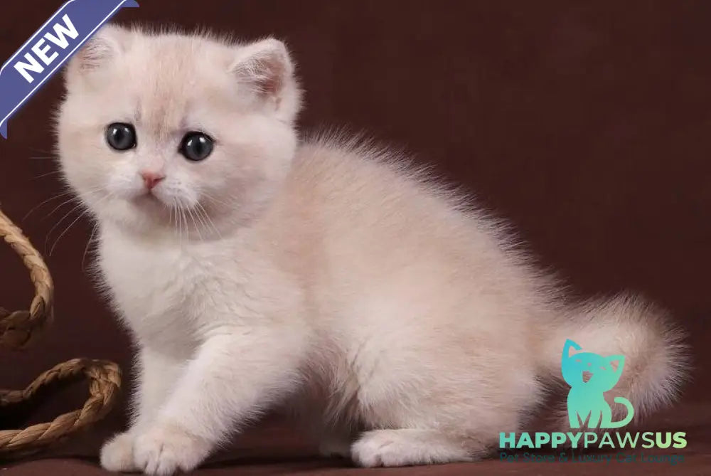 Ozzy British Shorthair male blue golden chinchilla - live animals