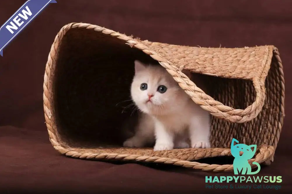 Ozzy British Shorthair male blue golden chinchilla - live animals