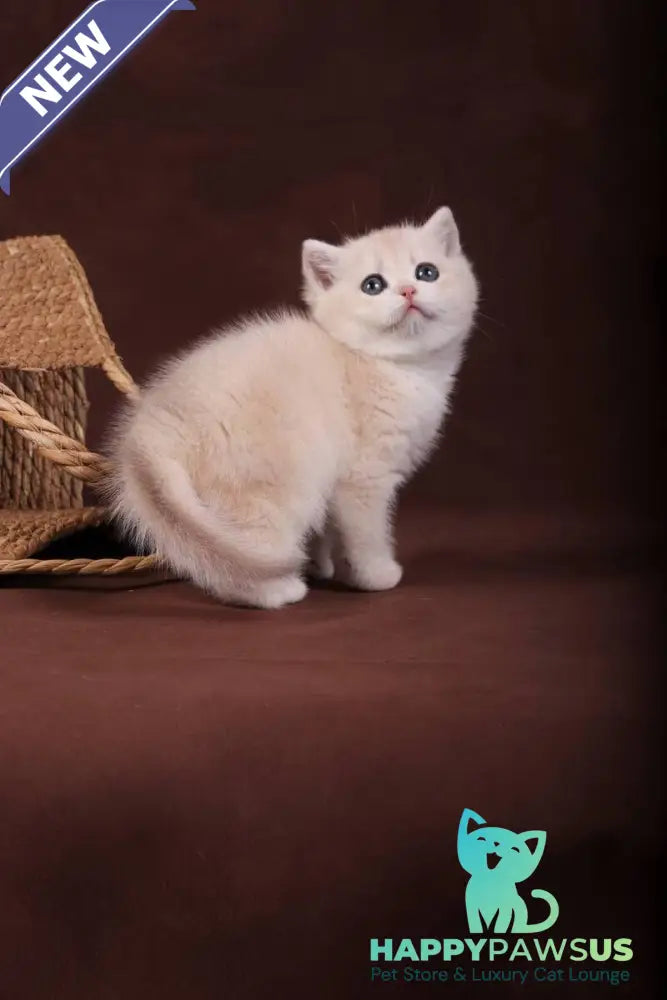 Ozzy British Shorthair male blue golden chinchilla - live animals