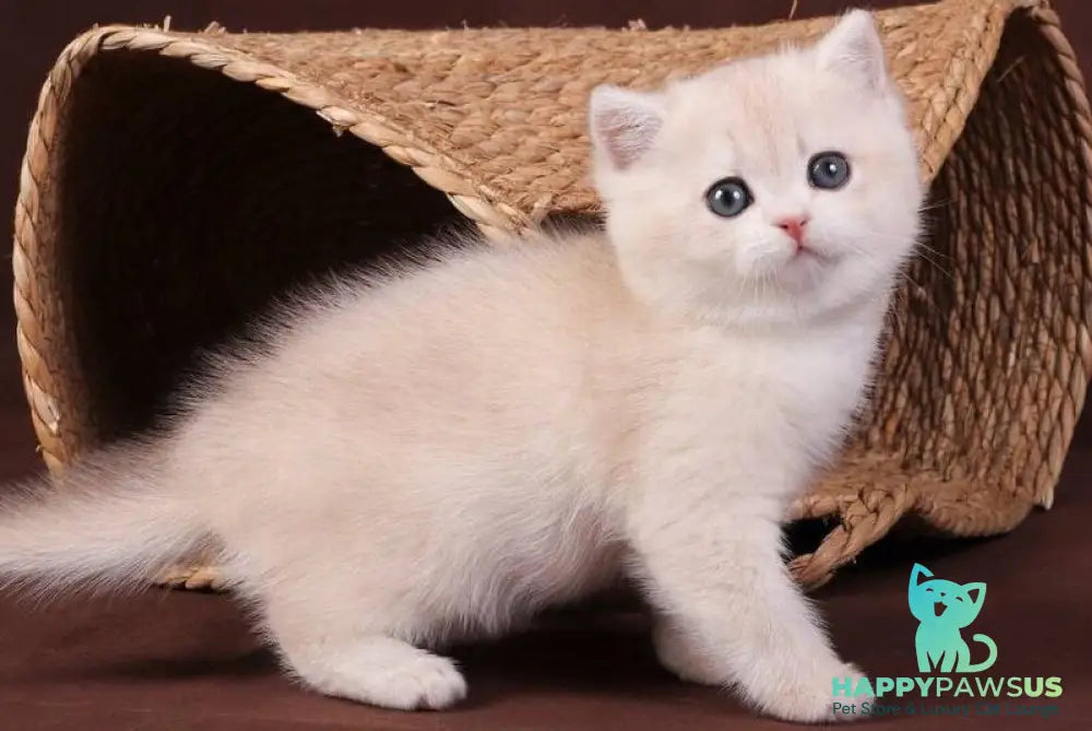 Ozzy British Shorthair male blue golden chinchilla - live animals