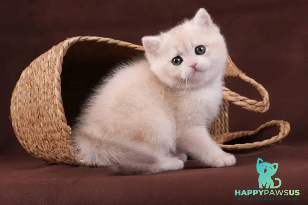 Ozzy British Shorthair male blue golden chinchilla - live animals