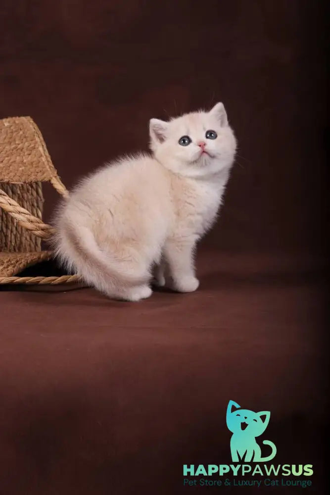 Ozzy British Shorthair male blue golden chinchilla - live animals