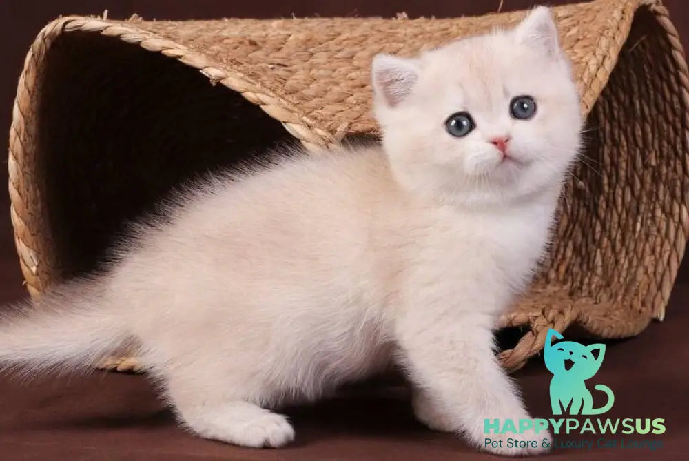 Ozzy British Shorthair male blue golden chinchilla - live animals
