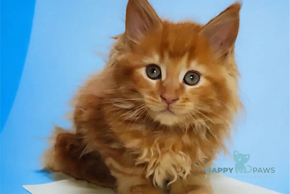 Ozzy Maine Coon Male Red Tabby Live Animals