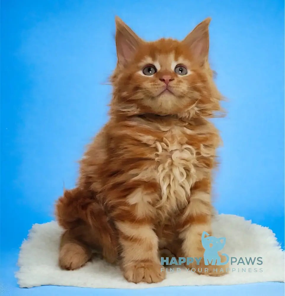 Ozzy Maine Coon Male Red Tabby Live Animals