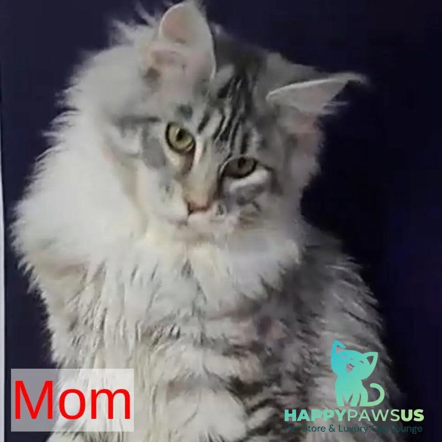 Ozzy Maine Coon polydactyl 6x6x6x6 female black tortie tabby - live animals