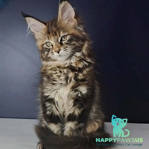 Ozzy Maine Coon polydactyl 6x6x6x6 female black tortie tabby - live animals