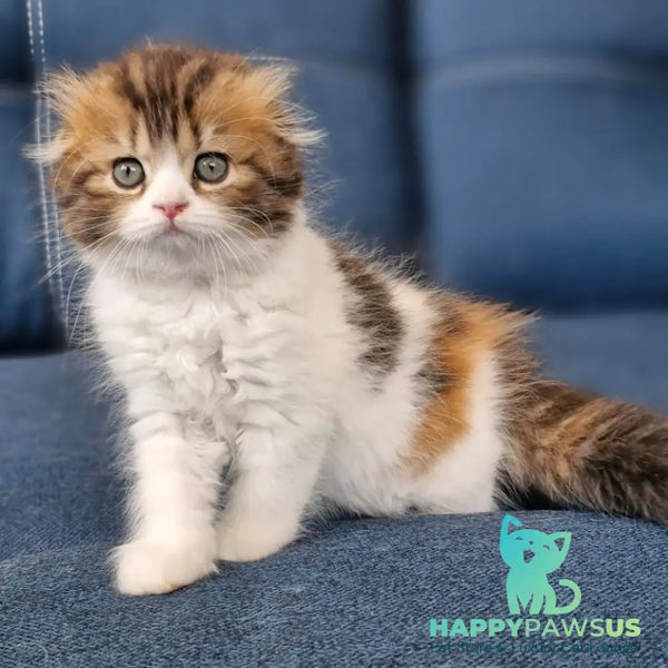 Ozzy Scottish Fold female black tortie bicolour - live animals