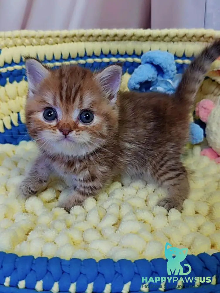 P-J Scottish Straight male chocolate golden spotted tabby - live animals