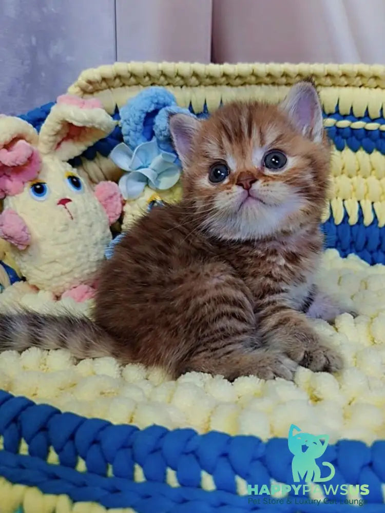 P-J Scottish Straight male chocolate golden spotted tabby - live animals