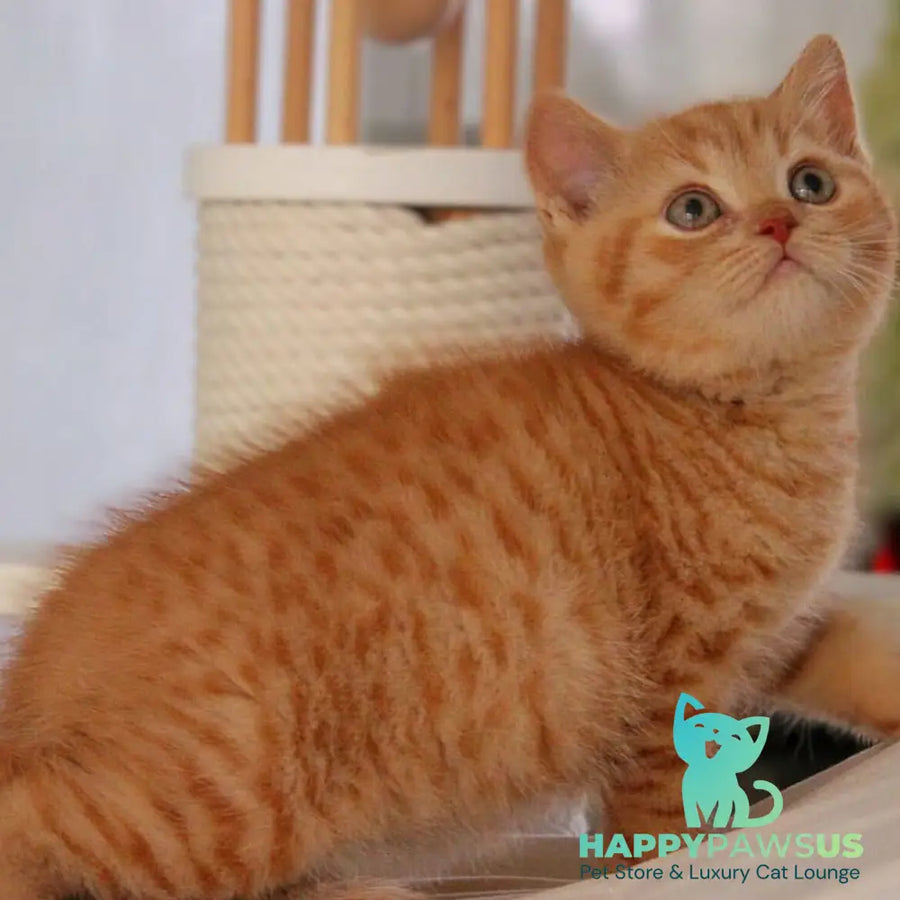 Pablo British Shorthair male red - live animals