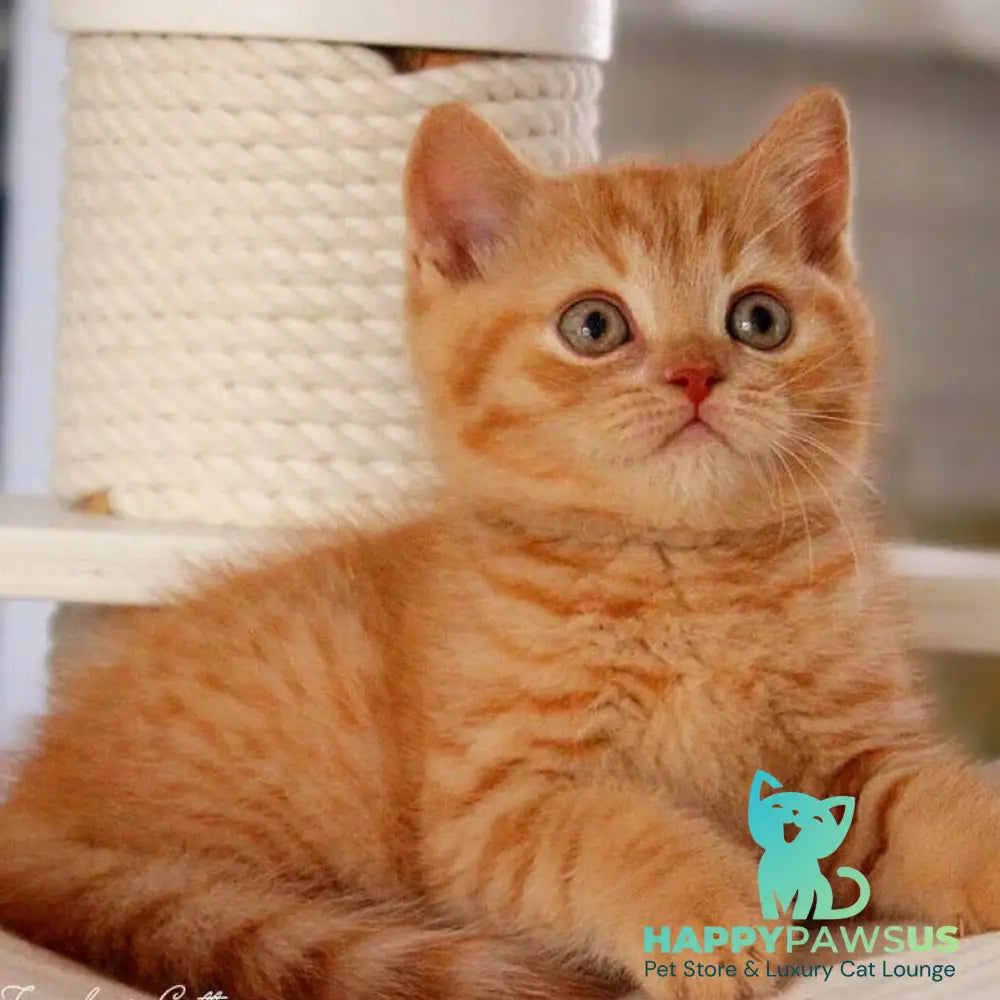 Pablo British Shorthair male red - live animals