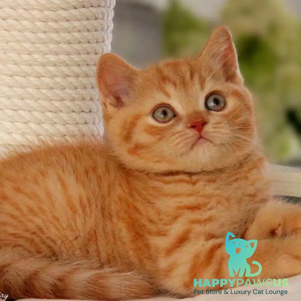 Pablo British Shorthair male red - live animals