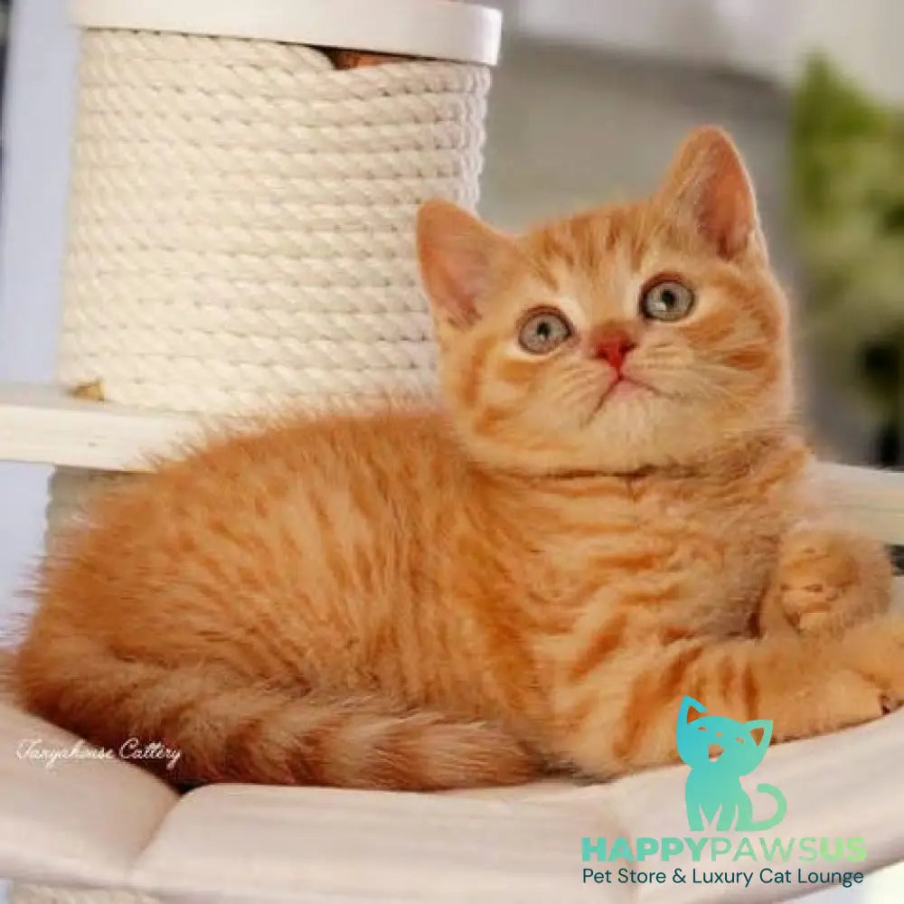 Pablo British Shorthair male red - live animals