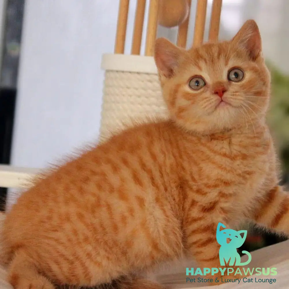 Pablo British Shorthair male red - live animals