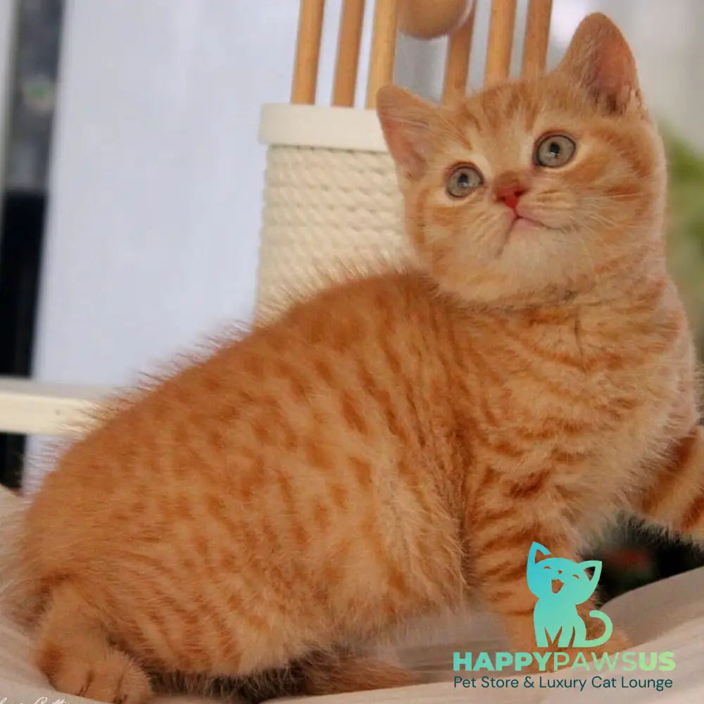 Pablo British Shorthair male red - live animals